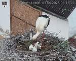 Capi_Dubne_20250605_081503.jpg