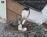 Capi_Dubne_20250605_082003.jpg