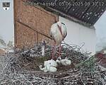 Capi_Dubne_20250605_083012.jpg