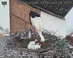 Capi_Dubne_20250605_083503.jpg
