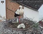 Capi_Dubne_20250605_084003.jpg