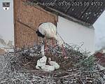 Capi_Dubne_20250605_084502.jpg