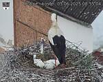 Capi_Dubne_20250605_085504.jpg
