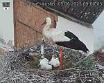 Capi_Dubne_20250605_090005.jpg