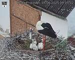 Capi_Dubne_20250605_090502.jpg