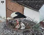 Capi_Dubne_20250605_091005.jpg