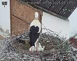 Capi_Dubne_20250605_091504.jpg