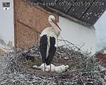 Capi_Dubne_20250605_092004.jpg