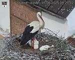 Capi_Dubne_20250605_092502.jpg