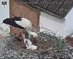 Capi_Dubne_20250605_093003.jpg