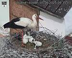 Capi_Dubne_20250605_093503.jpg