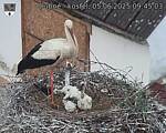 Capi_Dubne_20250605_094503.jpg
