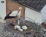 Capi_Dubne_20250605_095005.jpg