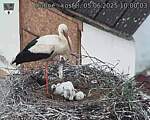 Capi_Dubne_20250605_100003.jpg