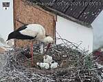 Capi_Dubne_20250605_100503.jpg