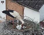 Capi_Dubne_20250605_101002.jpg