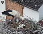 Capi_Dubne_20250605_101504.jpg
