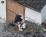 Capi_Dubne_20250605_102003.jpg