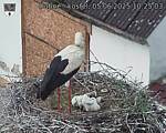 Capi_Dubne_20250605_102503.jpg