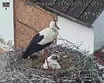 Capi_Dubne_20250605_103003.jpg