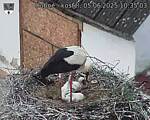 Capi_Dubne_20250605_103503.jpg