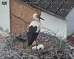 Capi_Dubne_20250605_105003.jpg