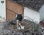 Capi_Dubne_20250605_110003.jpg