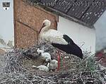 Capi_Dubne_20250605_110503.jpg