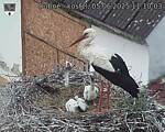 Capi_Dubne_20250605_111003.jpg