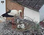 Capi_Dubne_20250605_111503.jpg