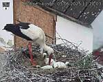 Capi_Dubne_20250605_112003.jpg