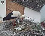Capi_Dubne_20250605_112503.jpg