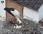 Capi_Dubne_20250605_113004.jpg