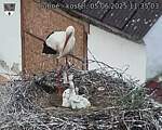 Capi_Dubne_20250605_113503.jpg