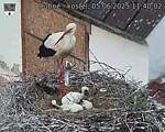 Capi_Dubne_20250605_114002.jpg