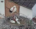 Capi_Dubne_20250605_114503.jpg