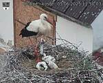 Capi_Dubne_20250605_115003.jpg