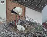 Capi_Dubne_20250605_115502.jpg