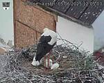 Capi_Dubne_20250605_120503.jpg