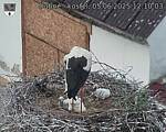 Capi_Dubne_20250605_121003.jpg