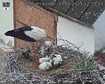 Capi_Dubne_20250605_122003.jpg