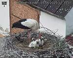 Capi_Dubne_20250605_123507.jpg