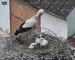 Capi_Dubne_20250605_124003.jpg