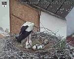 Capi_Dubne_20250605_124502.jpg