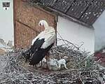 Capi_Dubne_20250605_125002.jpg
