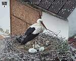 Capi_Dubne_20250605_130002.jpg