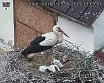 Capi_Dubne_20250605_130504.jpg