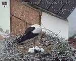 Capi_Dubne_20250605_131503.jpg