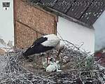 Capi_Dubne_20250605_132002.jpg