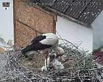 Capi_Dubne_20250605_132503.jpg
